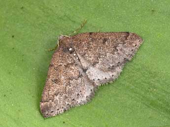 Aleucis distinctata H.-S. adulte - Philippe Mothiron