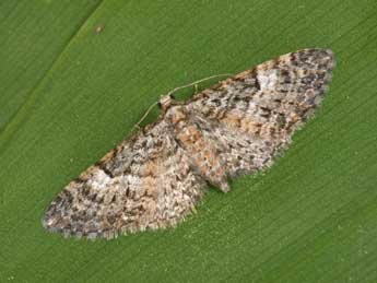 Eupithecia dodoneata Gn. adulte - Philippe Mothiron