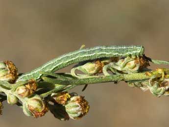  Chenille de Eupithecia druentiata Dietze - ©Lionel Taurand