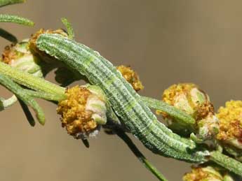  Chenille de Eupithecia druentiata Dietze - ©Lionel Taurand