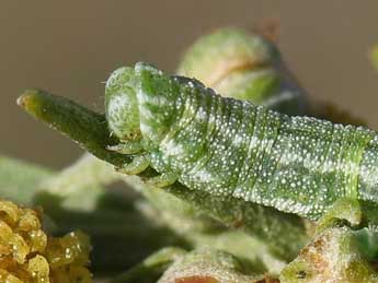  Chenille de Eupithecia druentiata Dietze - ©Lionel Taurand