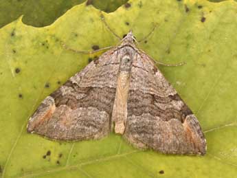 Aplocera efformata Gn. adulte - Philippe Mothiron