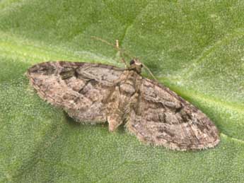 Eupithecia ericeata Rbr adulte - Philippe Mothiron