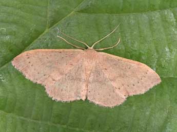 Idaea eugeniata Mill. adulte - ©Philippe Mothiron