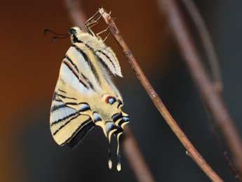 Iphiclides feisthamelii Dup. adulte - ©Jean-Louis Fours