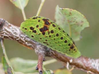  Chenille de Iphiclides feisthamelii Dup. - Jean-Louis Fours