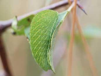  Chenille de Iphiclides feisthamelii Dup. - Jean-Louis Fours