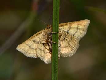 Cleta filacearia H.-S. adulte - Jean Bisetti