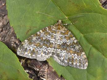 Entephria flavicinctata Hb. adulte - Philippe Mothiron