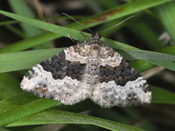 Epirrhoe galiata D. & S. adulte - ©Philippe Mothiron