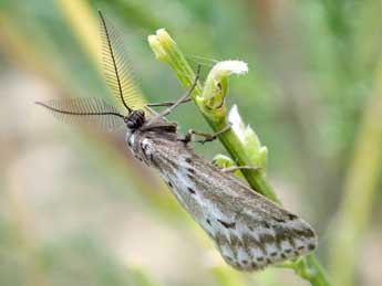 Phyllometra gracilaria Bsdv. adulte - ©Michel Monteil