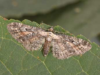 Eupithecia icterata Vill. adulte - ©Philippe Mothiron