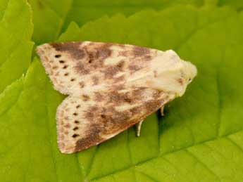 Cirrhia icteritia Hfn. adulte - ©Philippe Mothiron