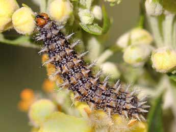  Chenille de Melitaea ignasiti de Sag. - Philippe Bricaire