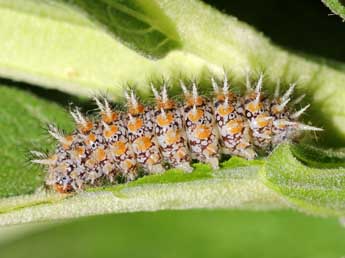  Chenille de Melitaea ignasiti de Sag. - ©Philippe Bricaire