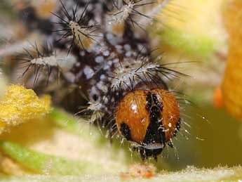  Chenille de Melitaea ignasiti de Sag. - ©Philippe Bricaire