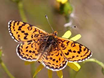 Melitaea ignasiti de Sag. adulte - Philippe Dauguet