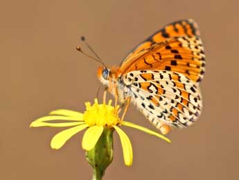 Melitaea ignasiti de Sag. adulte - Philippe Dauguet