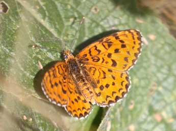 Melitaea ignasiti de Sag. adulte - Philippe Dauguet