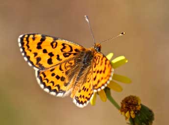 Melitaea ignasiti de Sag. adulte - Philippe Dauguet