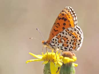 Melitaea ignasiti de Sag. adulte - Philippe Dauguet