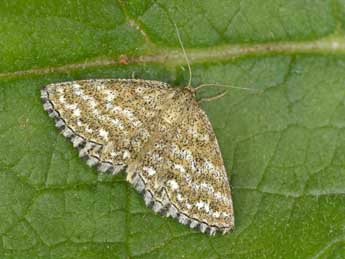 Scopula immorata L. adulte - Philippe Mothiron