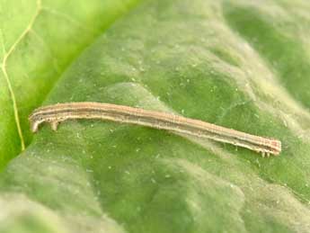  Chenille de Scopula immorata L. - ©Philippe Mothiron