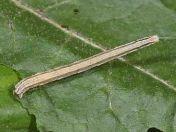  Chenille de Scopula immorata L. - ©Philippe Mothiron