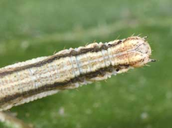  Chenille de Scopula immorata L. - ©Philippe Mothiron