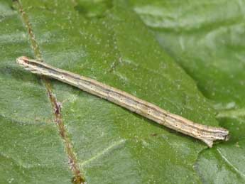  Chenille de Scopula immorata L. - ©Philippe Mothiron