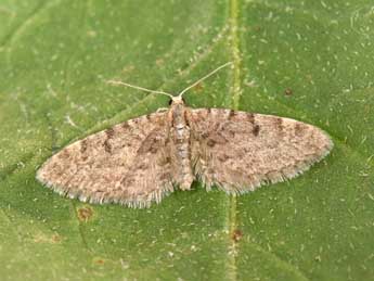 Eupithecia indigata Hb. adulte - ©Philippe Mothiron