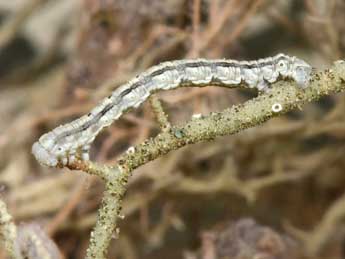  Chenille de Alcis jubata Thnbg - ©Philippe Mothiron