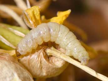  Chenille de Perizoma juracolaria Whrl. - ©Philippe Mothiron