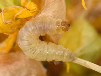  Chenille de Perizoma juracolaria Whrl. - Philippe Mothiron