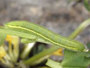  Chenille de Leptidea juvernica Will. - Wolfgang Wagner, www.pyrgus.de