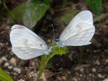 Leptidea juvernica Will. adulte - Wolfgang Wagner, www.pyrgus.de