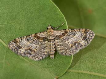 Eupithecia laquaearia H.-S. adulte - Philippe Mothiron