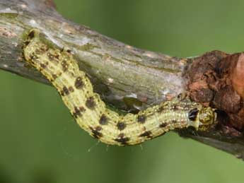  Chenille de Agriopis leucophaearia D. & S. - ©Philippe Mothiron