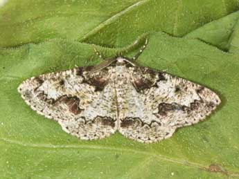 Cleorodes lichenaria Hfn. adulte - Philippe Mothiron