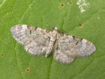 Eupithecia liguriata Mill. adulte - ©Philippe Mothiron