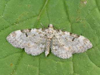 Eupithecia liguriata Mill. adulte - Philippe Mothiron