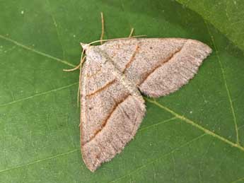 Scotopteryx luridata Hfn. adulte - ©Philippe Mothiron