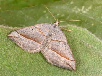 Scotopteryx luridata Hfn. adulte - ©Philippe Mothiron