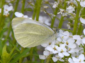 Pieris mannii May. adulte - Philippe Mothiron