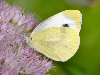 Pieris mannii May. adulte - Philippe Mothiron