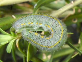  Chenille de Pieris mannii May. - ©Philippe Mothiron