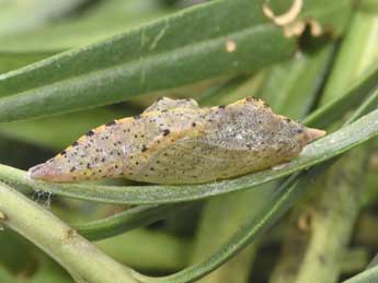  Chrysalide de Pieris mannii May. - Philippe Mothiron