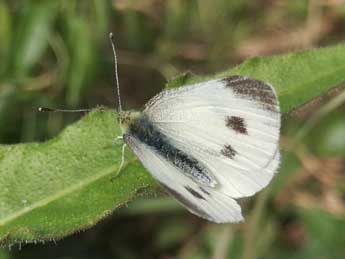 Pieris mannii May. adulte - ©Philippe Mothiron