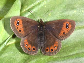 Erebia meolans Prun. adulte - ©Philippe Mothiron