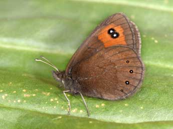 Erebia meolans Prun. adulte - Philippe Mothiron